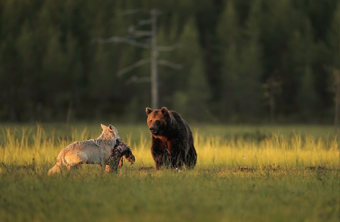 Bear and wolf friendship