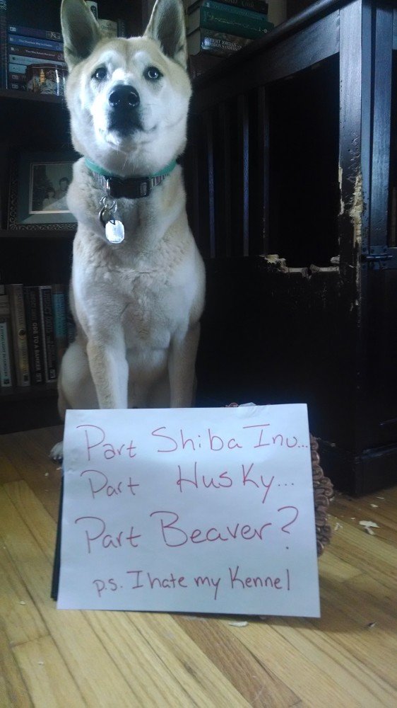 Husky dog shaming