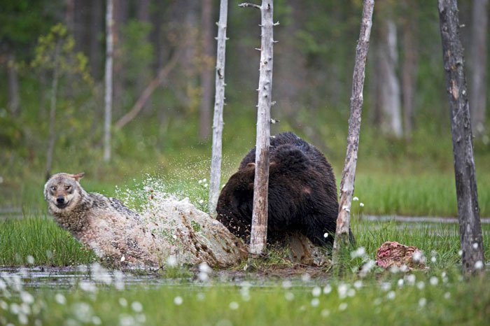 Unexpected Animal friendship