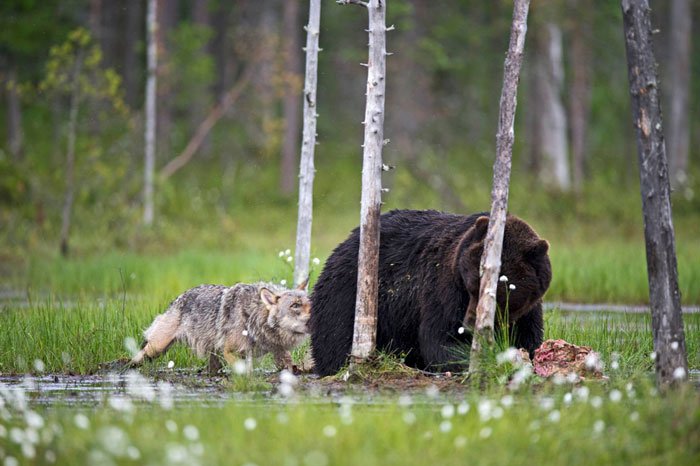 Unexpected Animal friendship