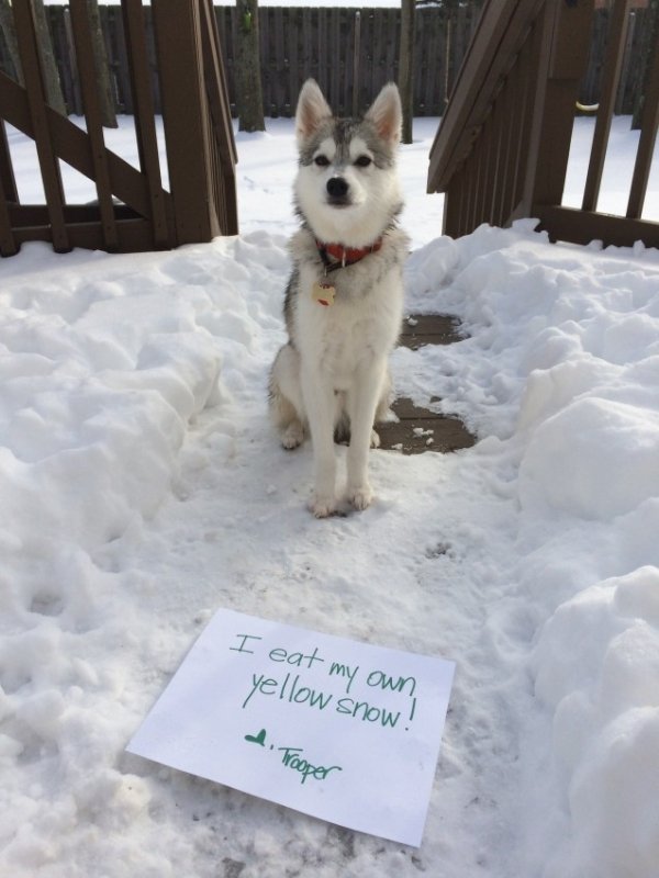 Husky In Snow