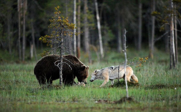 Unexpected Animal friendship