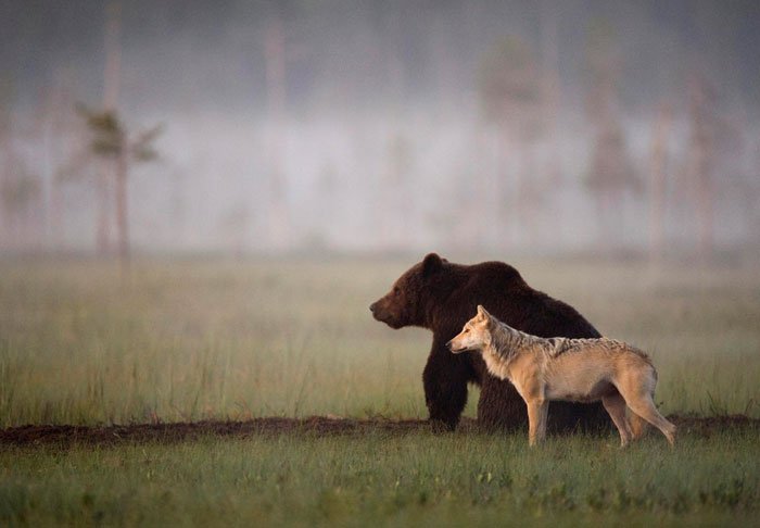 Bear and wolf friendship