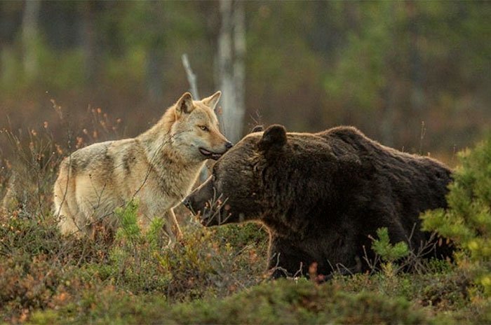 Bear and wolf friendship