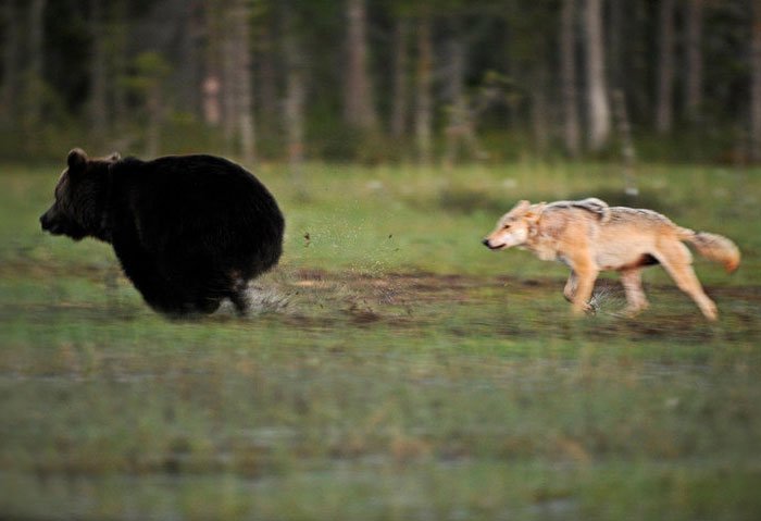 Bear and wolf friendship