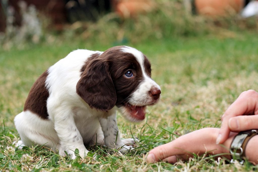 Pets Who Just Want To Bring A Lil' Sunshine