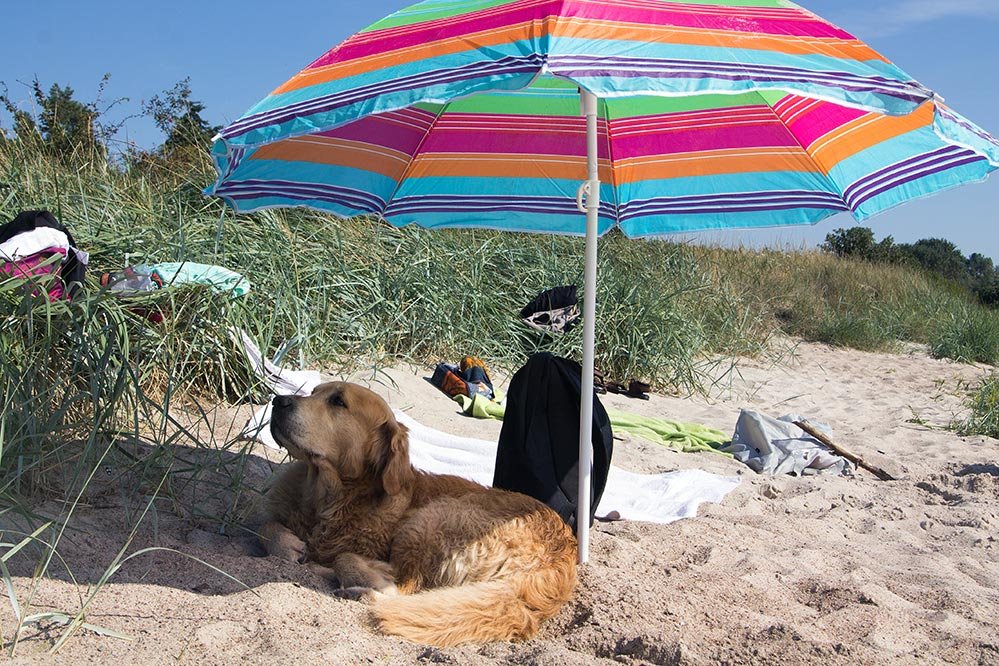 Pets Who Just Want To Bring A Lil' Sunshine