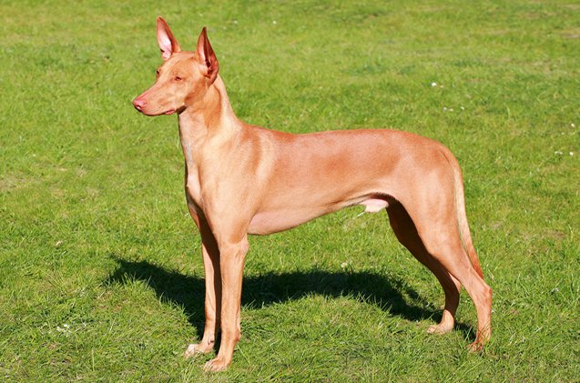 what are most expensive dog breeds