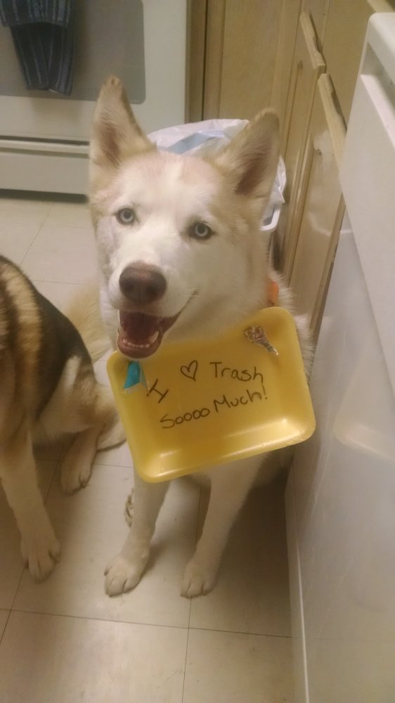 Husky dog shaming