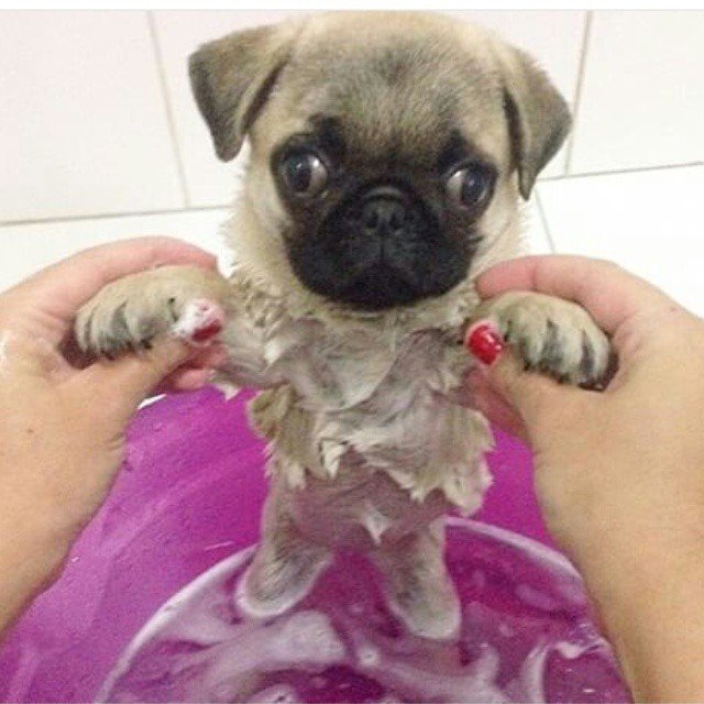 Puppies Experiencing Water