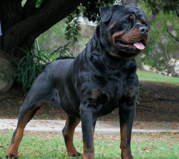 most expensive dogs on earth