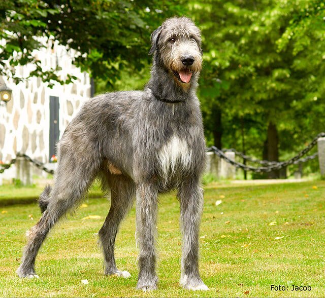 Irish Wolfhound Dog