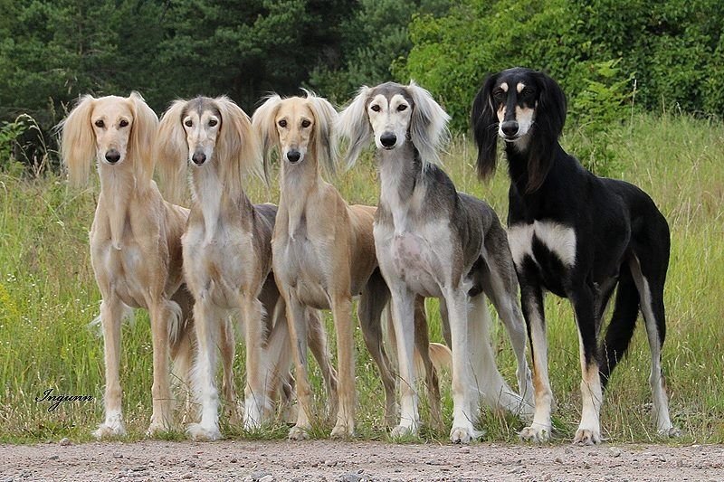 Saluki dog