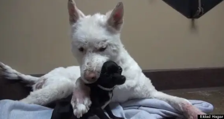 Miley The Homeless Husky Finally Gets Her Happily Ever After