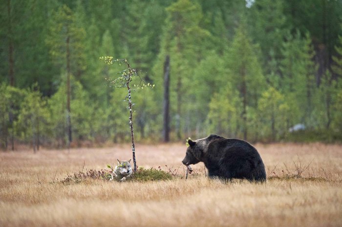 Bear and wolf friendship