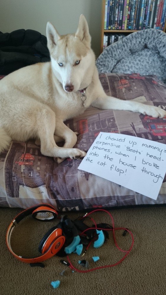 Husky dog shaming