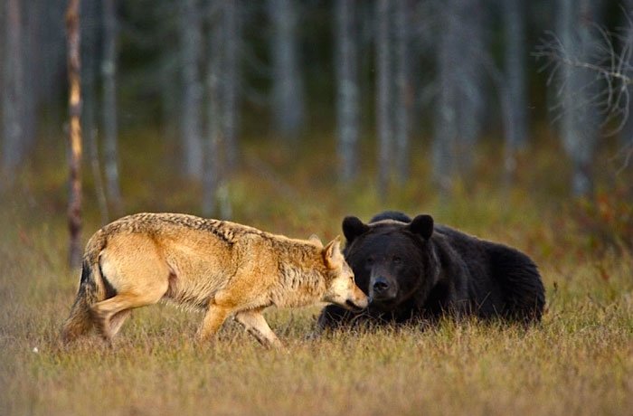 Bear and wolf friendship