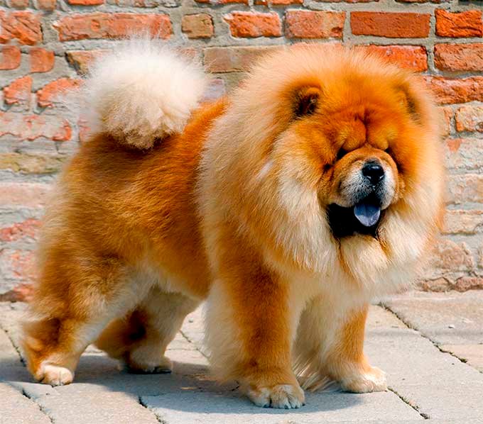 most expensive dogs breeds