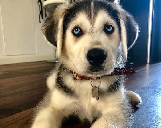 Husky-Golden Retriever mix