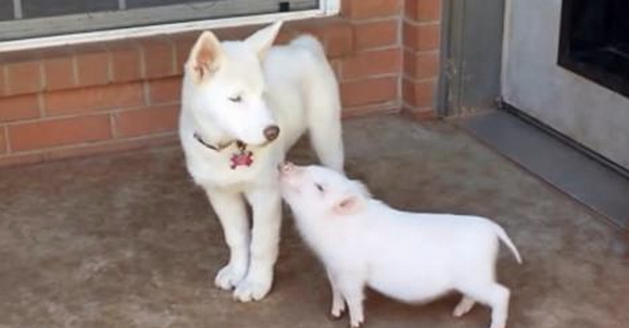 husky puppies and baby pig 