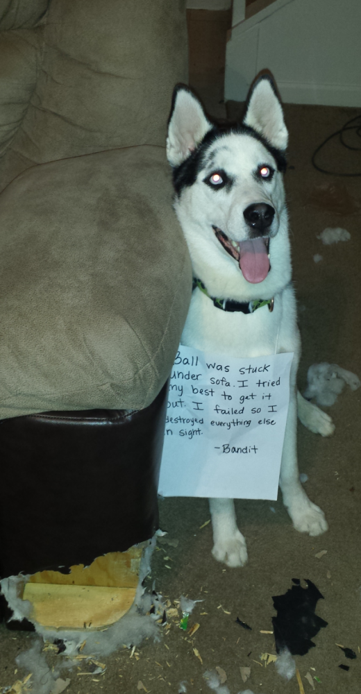 Husky dog shaming