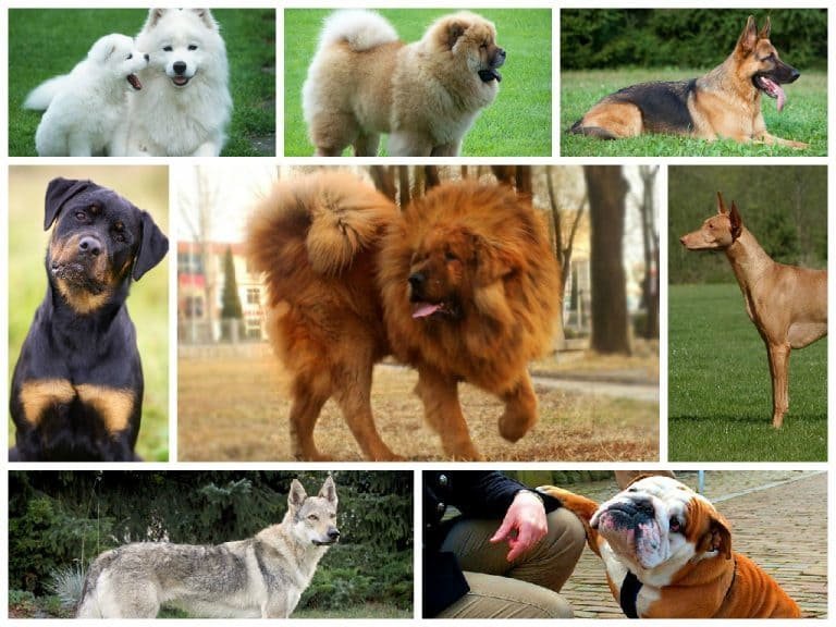 Most expensive dogs 