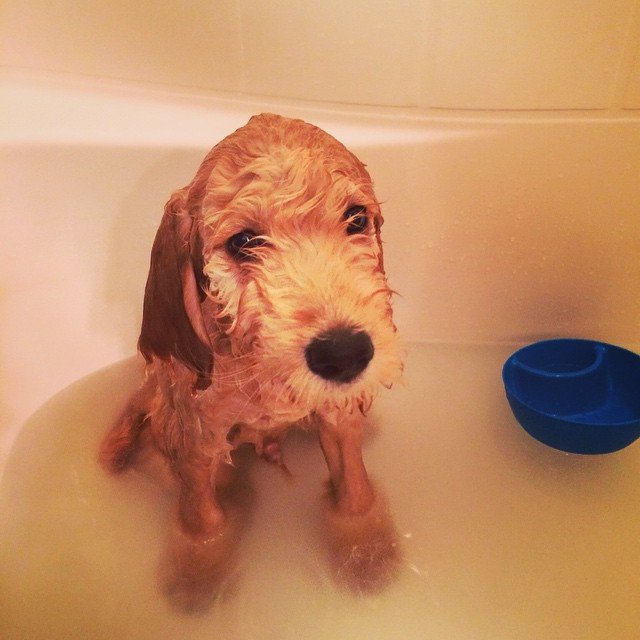 Puppies Experiencing Water