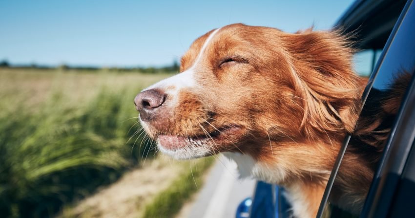 Pets Who Just Want To Bring A Lil' Sunshine