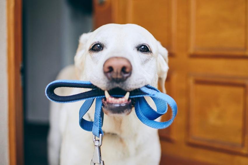 Puppy Checklist