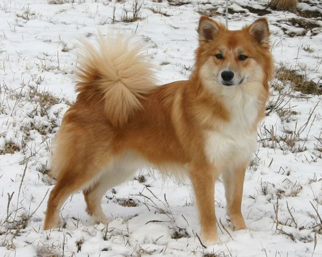 snow lover canine 