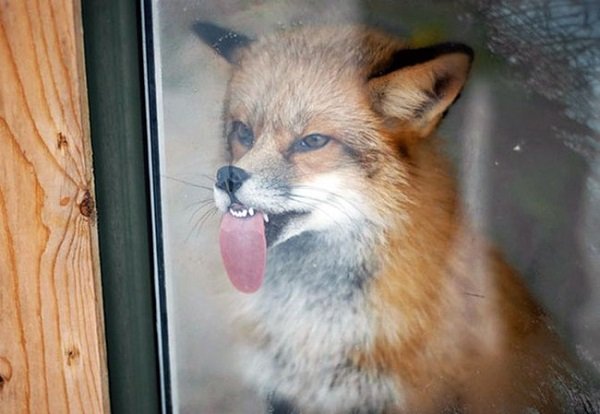 Animals That Are Obsessed With Windows