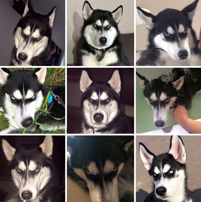 Anuko the husky dog is so angry 