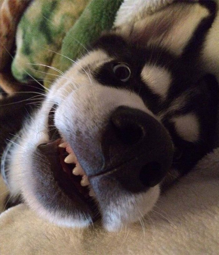 Anuko the husky dog is so angry with his owner for pretending to throw the ball