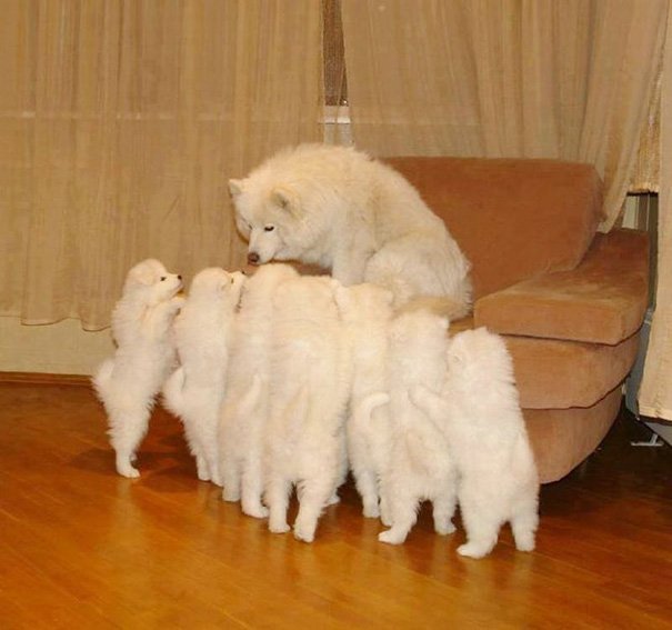 Proud Samoyed Mommy with her babies 