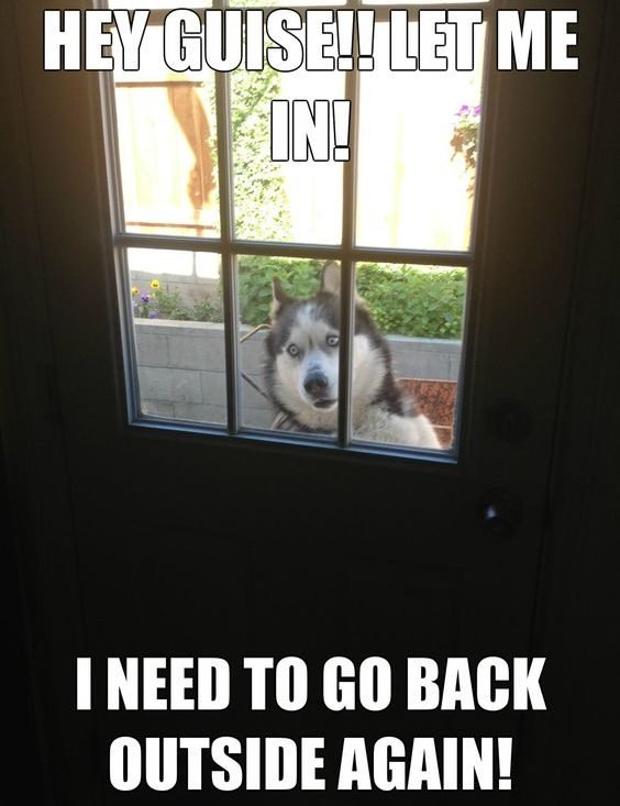 lol with huskies