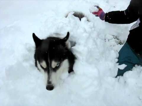 Huskies Getting 'Buried' In The Snow