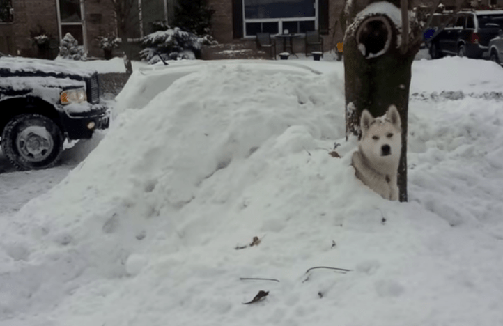 Huskies Getting 'Buried' In The Snow