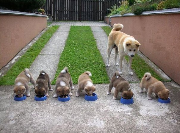 Proud Mommies - Akita