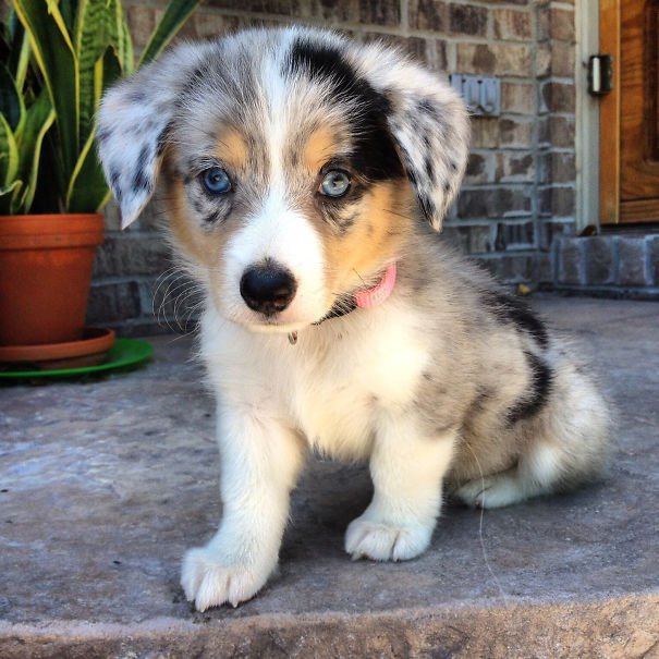 Australian Shepherd-Corgi mix