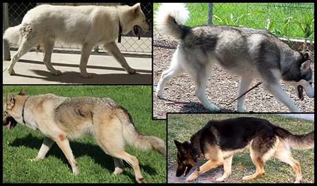 Characteristics that make dogs different from wolves