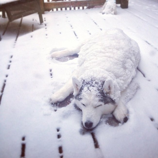 Dogs Who Are Not Happy About Winter