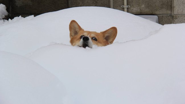 Dogs Who Are Not Happy About Winter