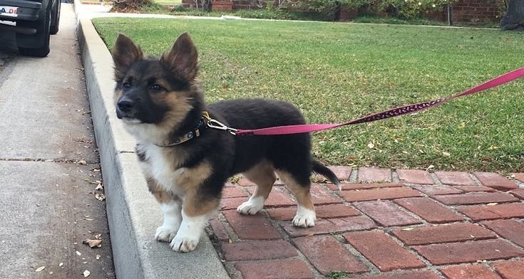 German Shepherd-Corgi