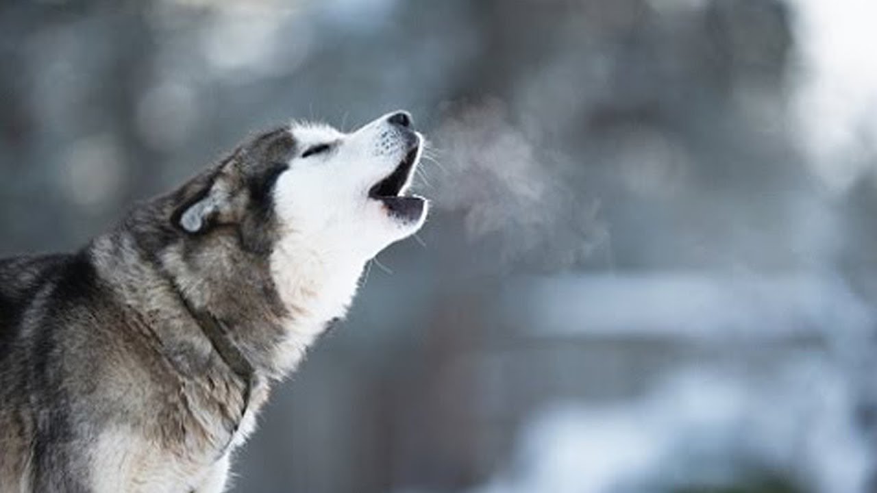 Characteristics that make dogs different from wolves