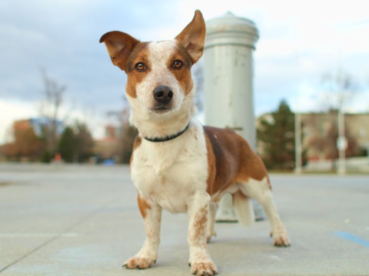 Corgi  and Jack Russell mix