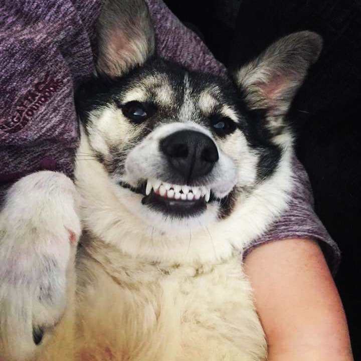 Husky Smiling