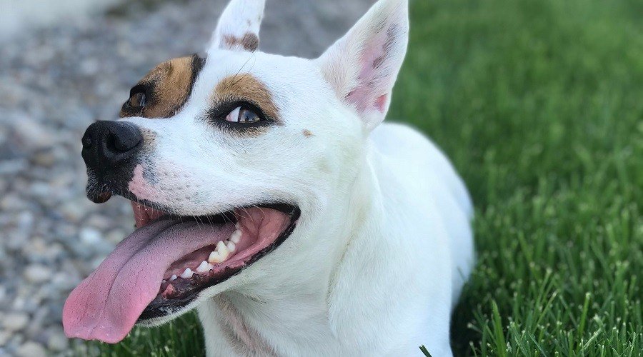 Pit-Bull- Corgi mix