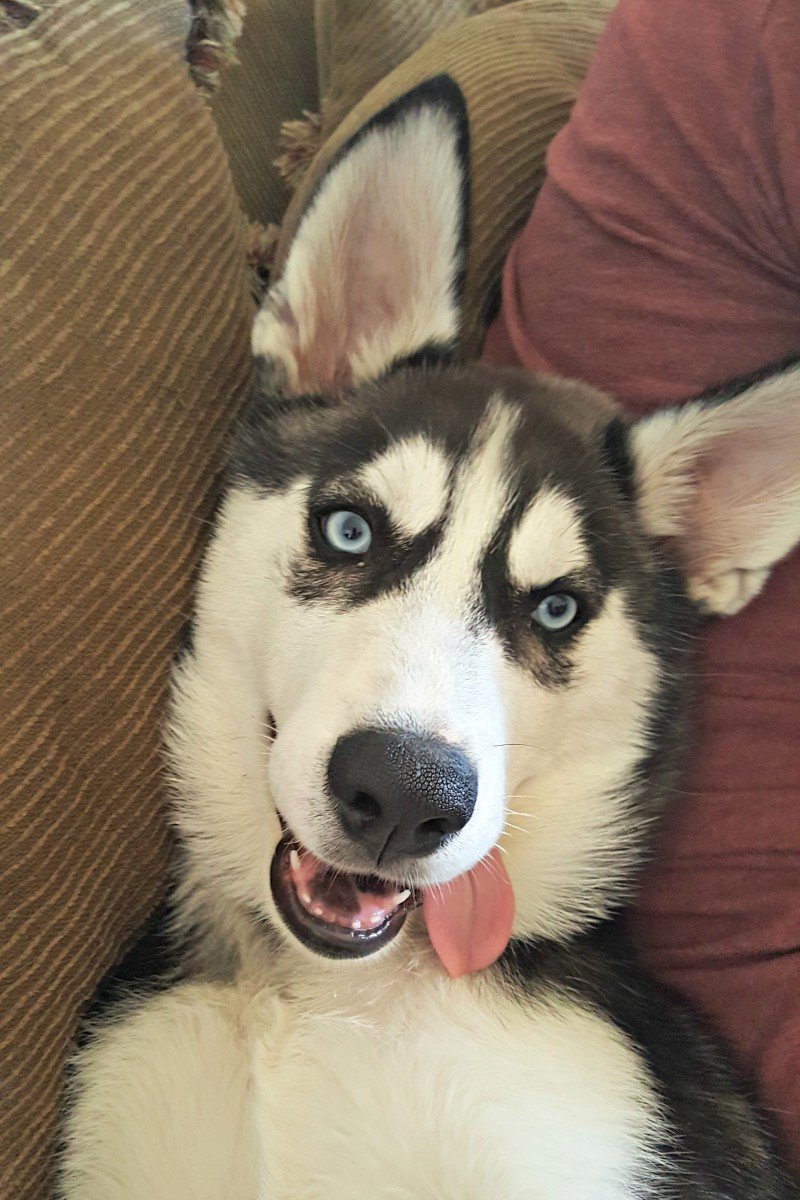 cute husky