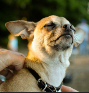 Self-satisfied dogs