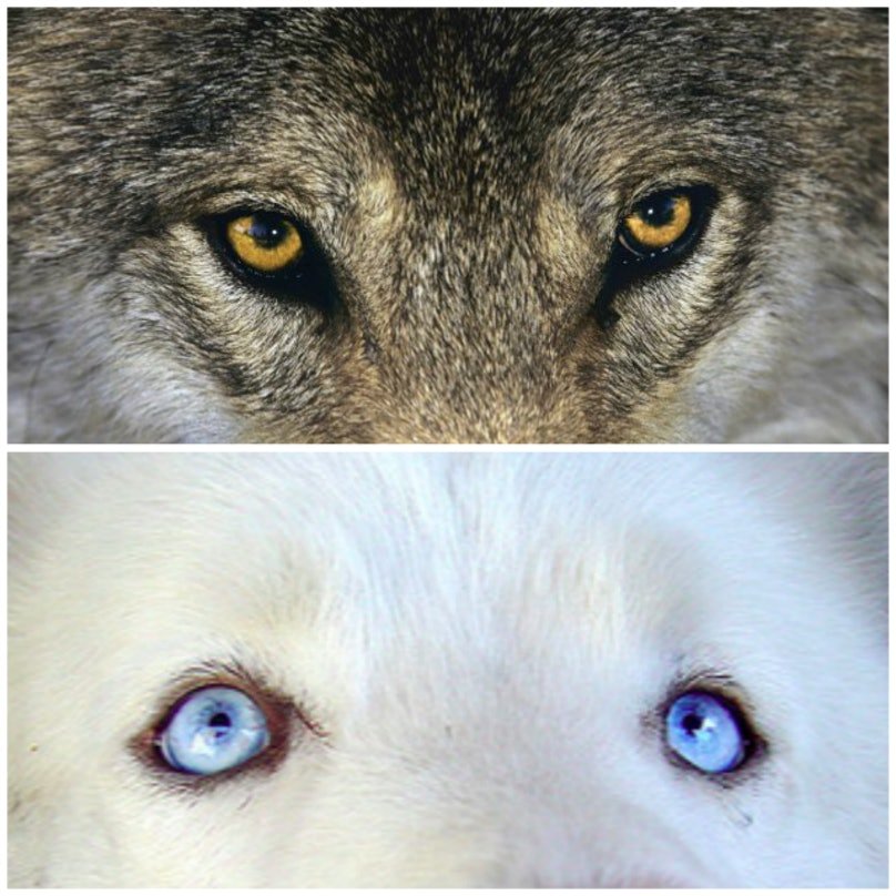 wolf and dog eye difference